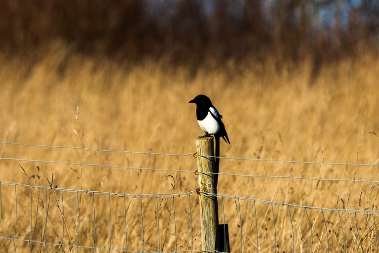 Magpie sits on a fence post