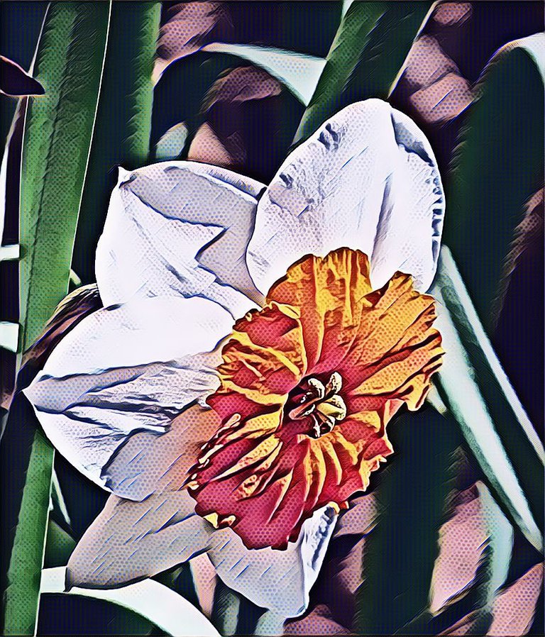 daffodil_flowers_nature_landscape.jpg