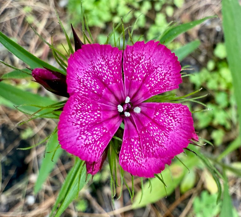 Pollen