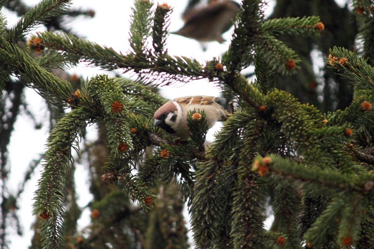 tree_sparrow_1_2_.jpg