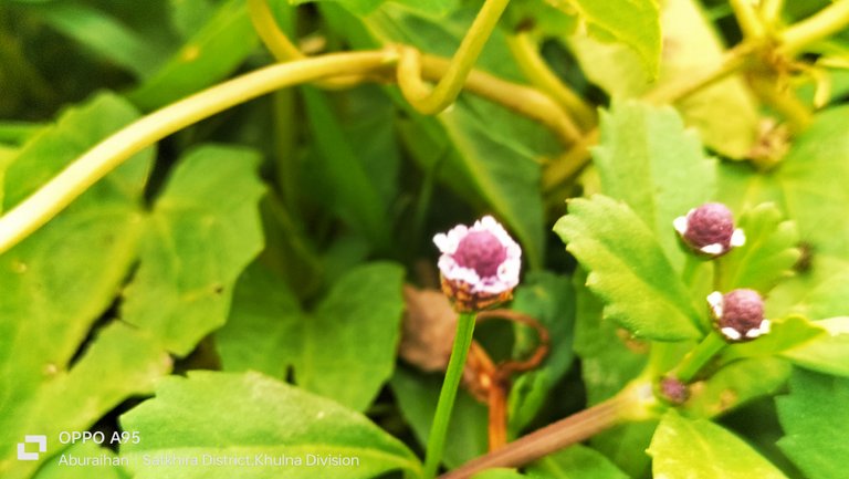 Photography of a small grass flower