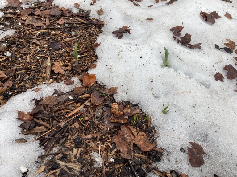 Thawing flower bed