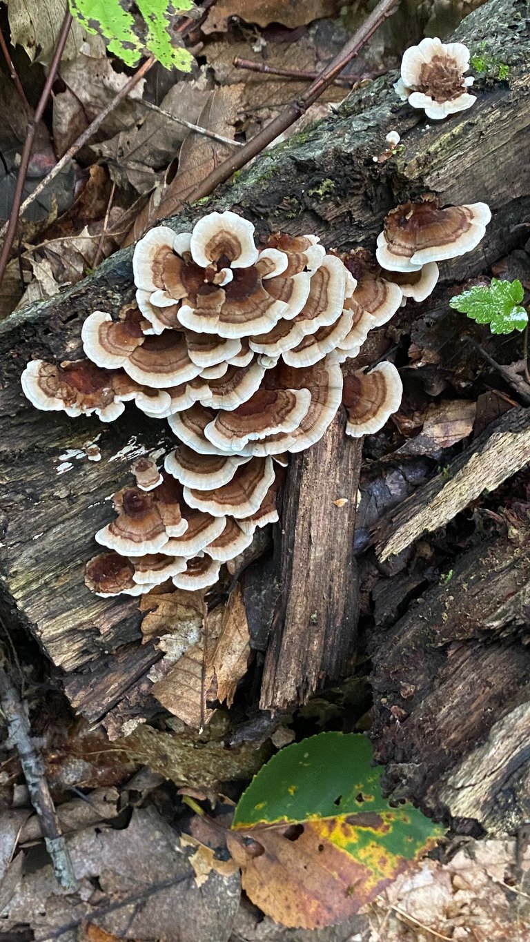 Turkeytail