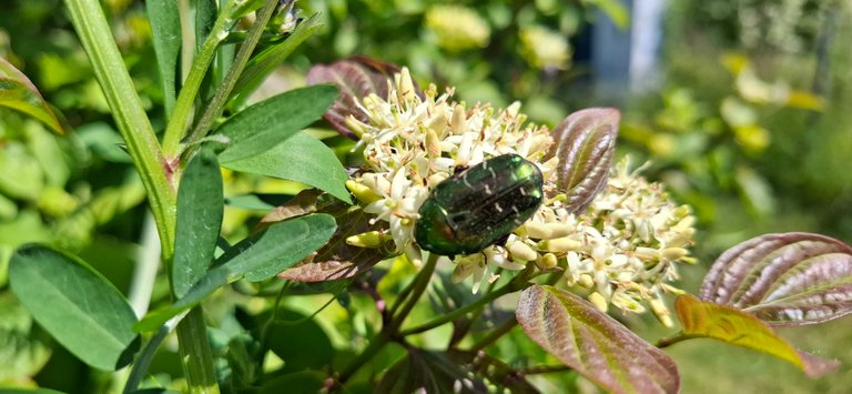 Garden Dwellers – Part 1: Emerald Visitors and Shadowy Grass Serpents/Mieszkańcy ogrodu – część 1: Szmaragdowi goście i wężowe cienie trawy