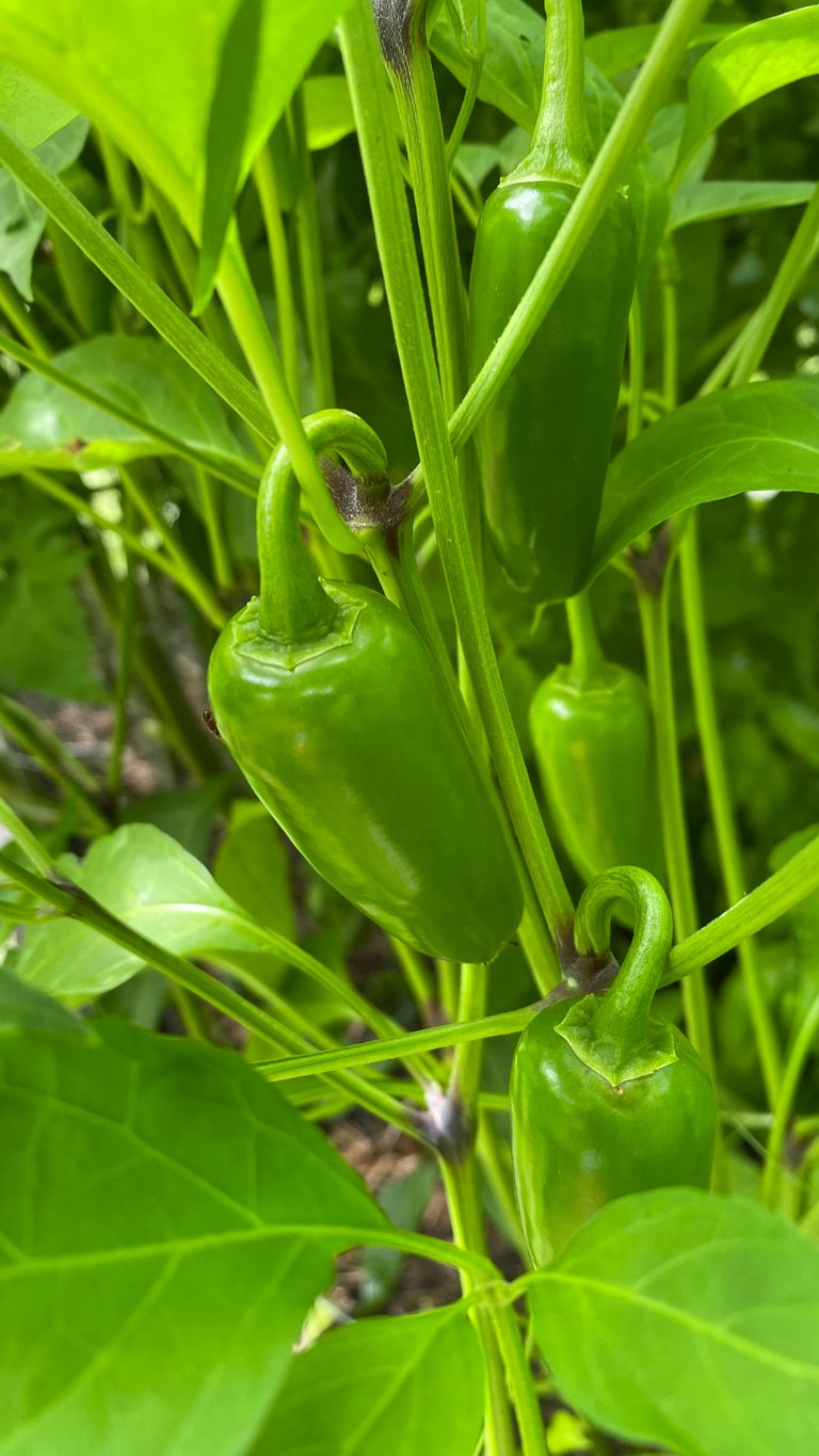 Jalapenos