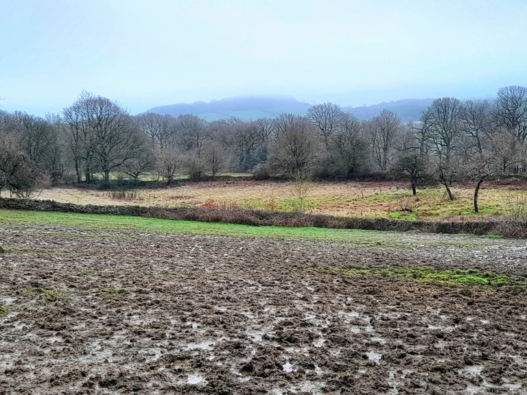 Mud and cow muck - Yuk!