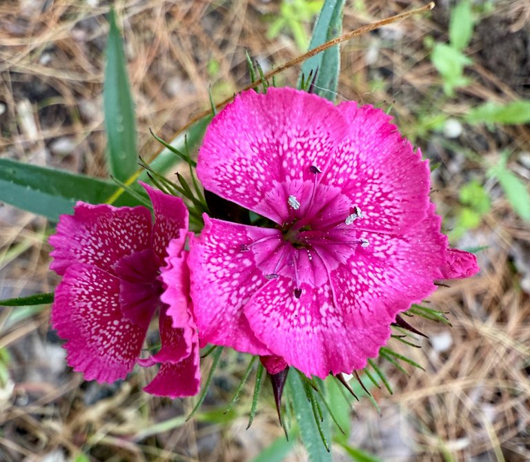 Delicate
