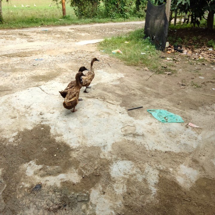 My wonderful pet ducks