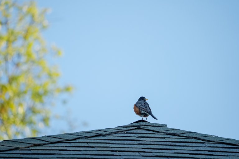 American Robin
