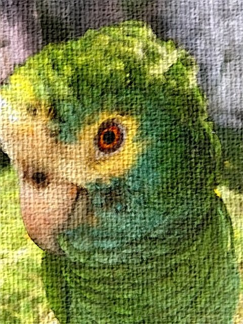 parrots_digitalart5.jpg