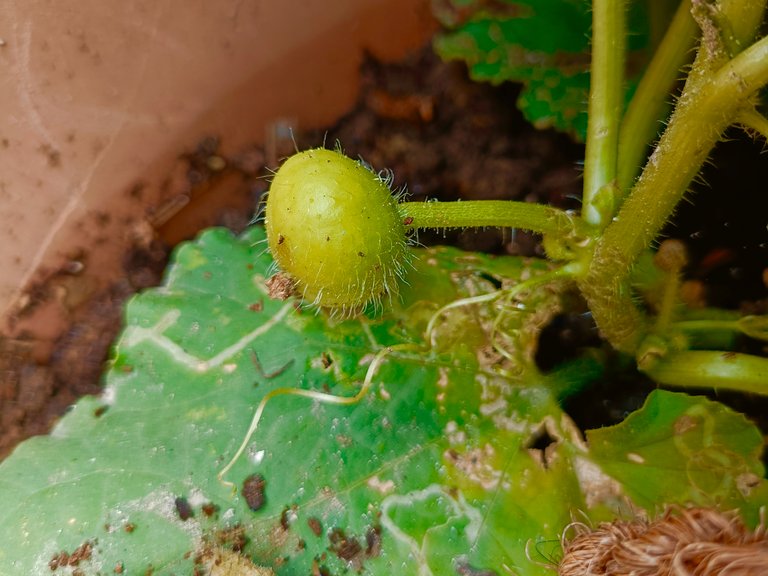 I sowed a total of 3 seeds, all three of which germinated and are growing healthy till now. I have tied the plants with a coconut fibre rope so that if the vine wants to grow, its fibres get the support of the rope. and btw, after the rain two days ago, the vine has also grown a bit longer.