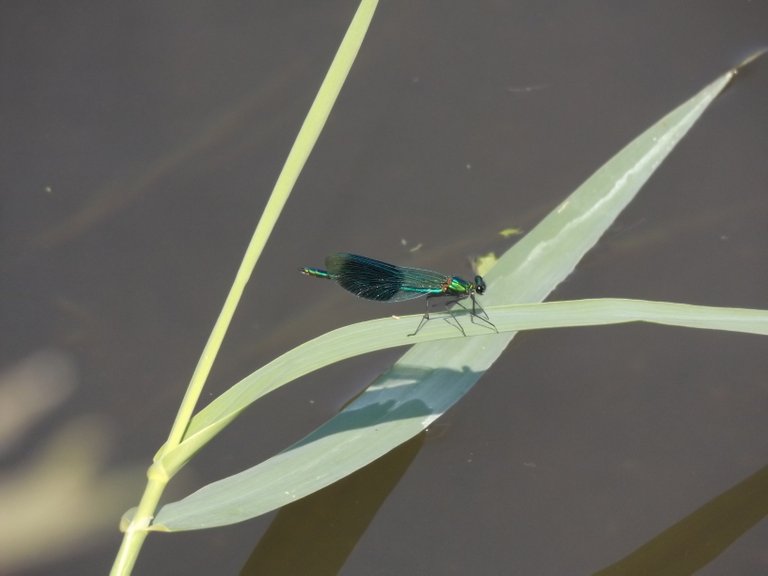 Damselfly