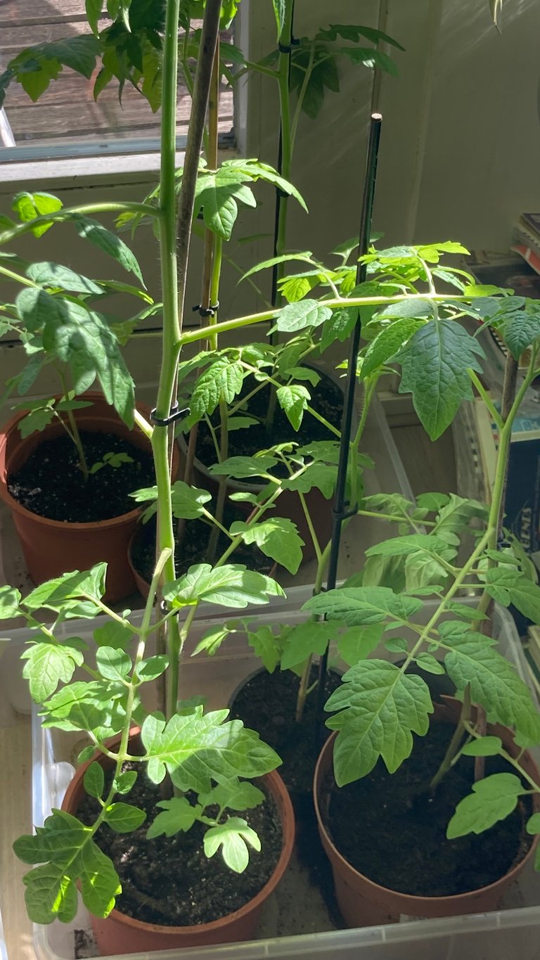 seedlings indoors