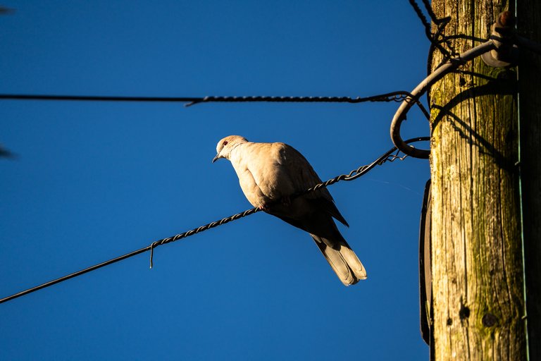 Collar Dove sits on a telegraph wire