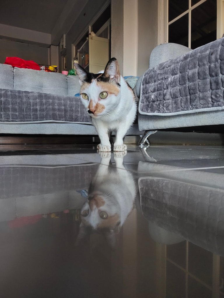 Reflection Hunters Contest 233 - Our Little Tiger