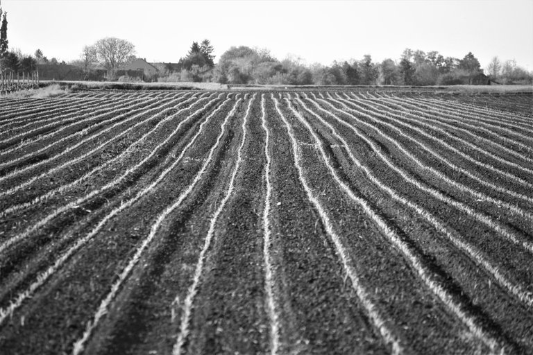 bw_field_img_9582_2_.jpg