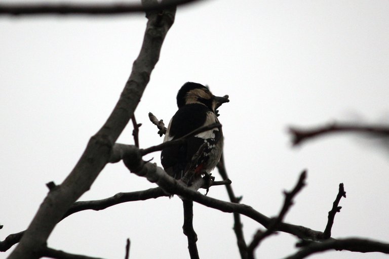 woodpecker_07.jpg