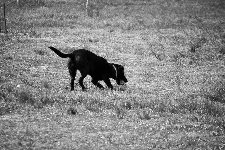 bw_dog_img_8843.jpg