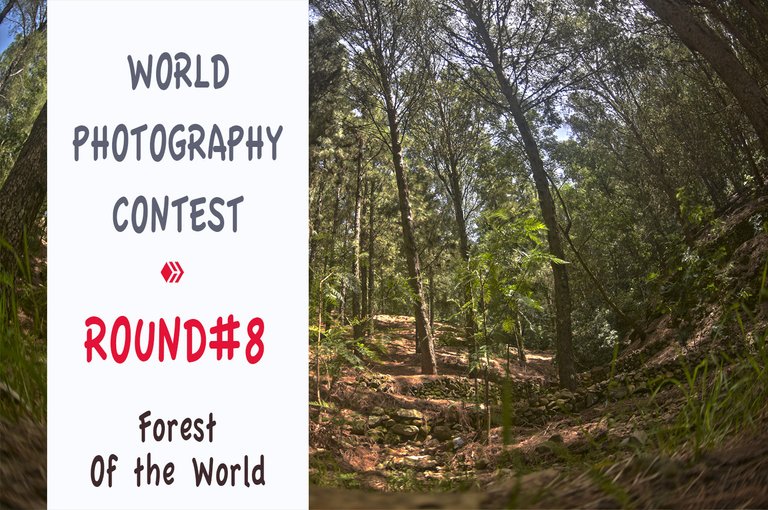 world_photography_contest_forests.jpg