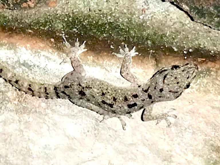 Cyrtopodion scabrum