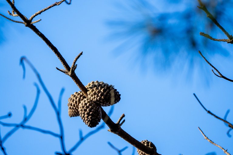 Pine cones in a tree