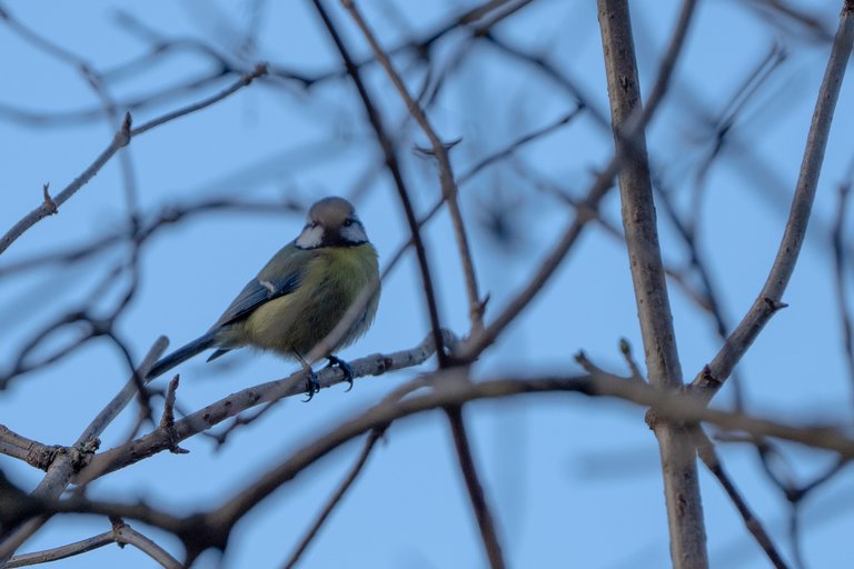 A young blue tit sits in a tree