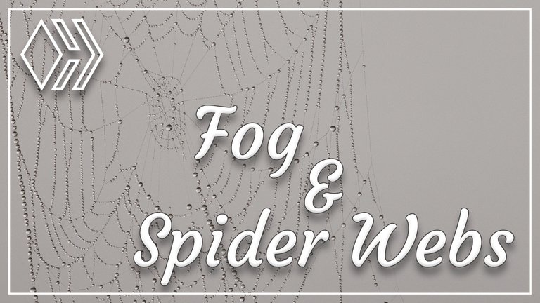 The Leaves are Falling - Autumn is here - Fog and Spider Webs