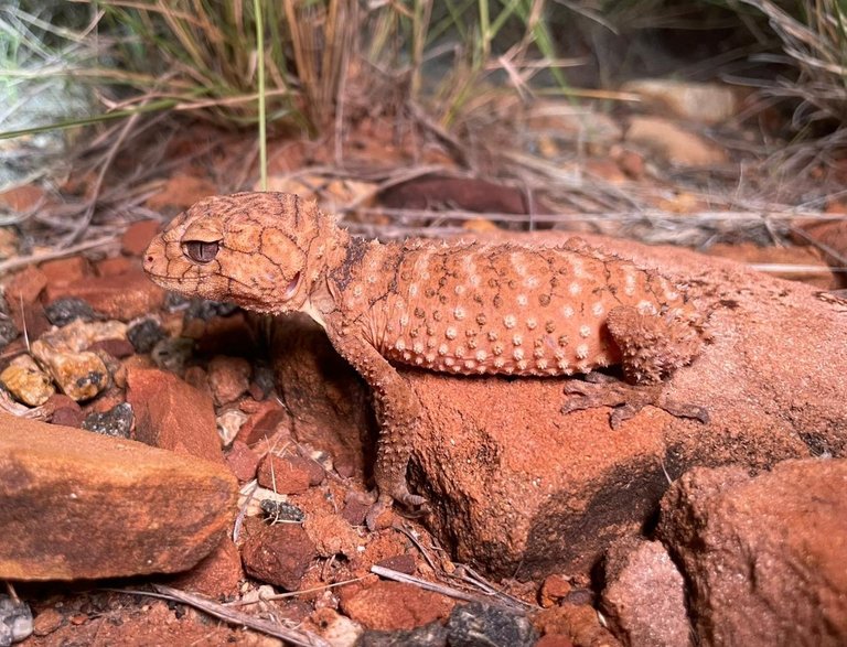 Rough knob tailed gecko