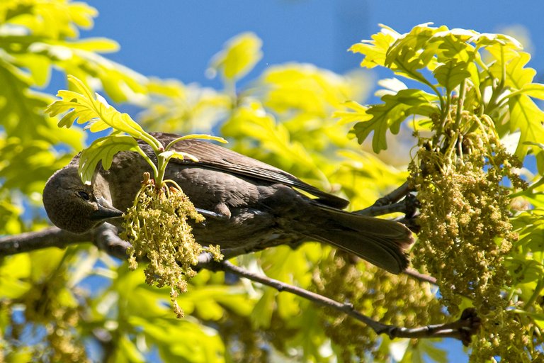 p5173698brownheadedcowbird_copy.jpg