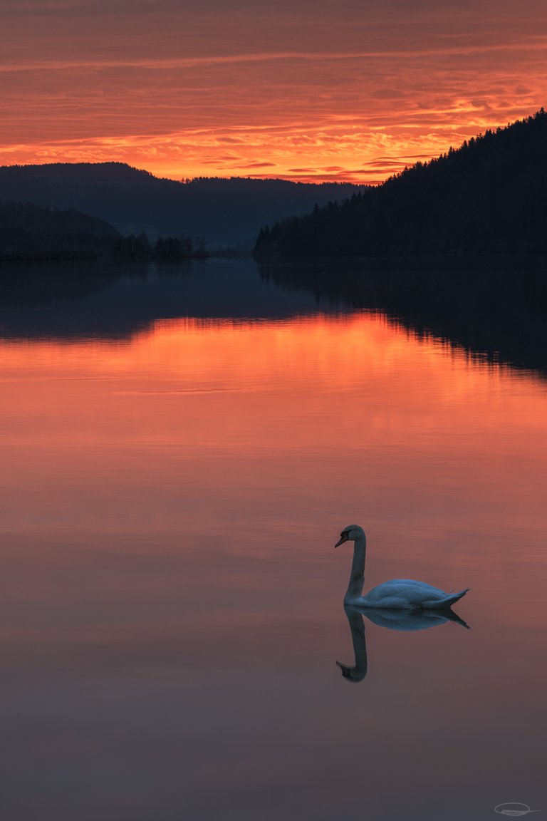 Left or right - which Swan is fake? - Johann Piber