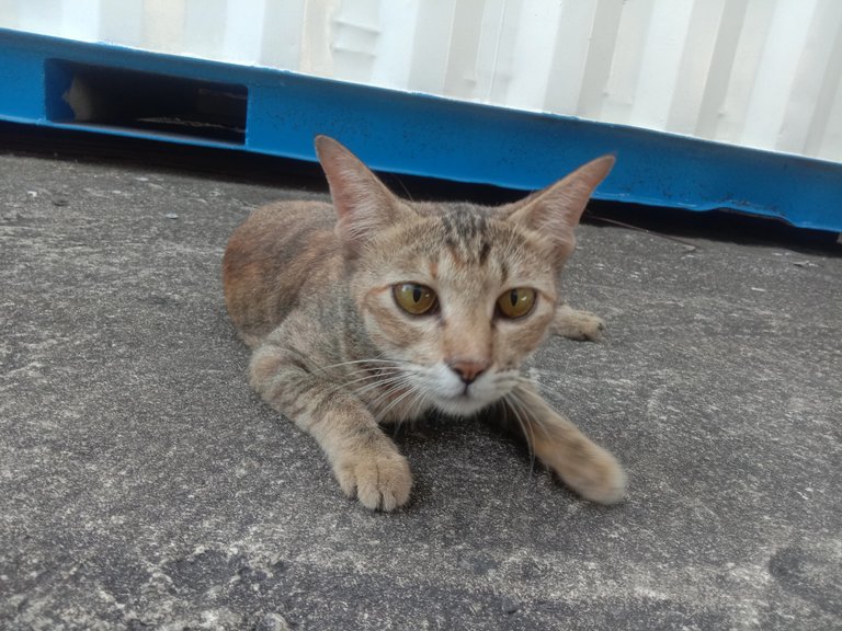 Domestic Cat .