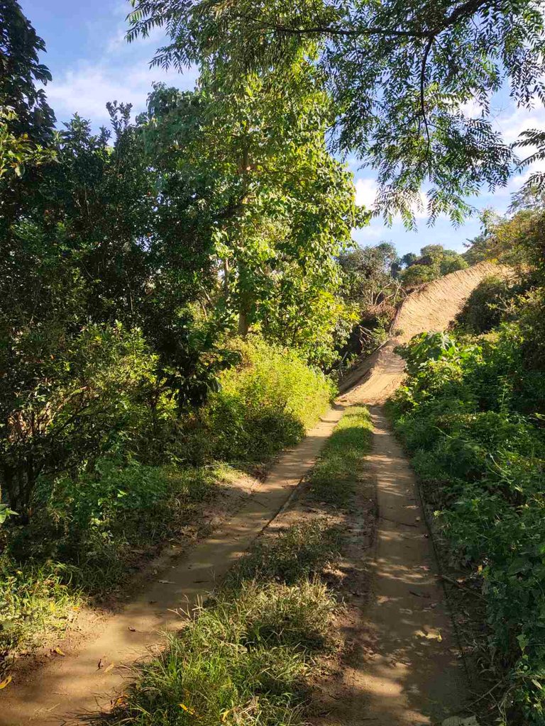 Walking and Oranges 