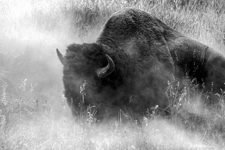 dusty_bison.jpg