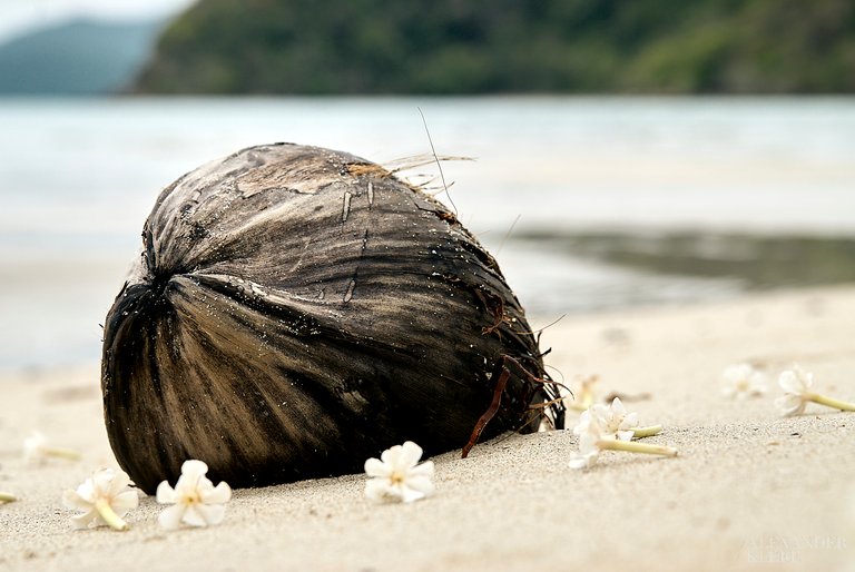 2009_thai_kohchang_279.jpg