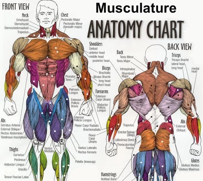 anatomy