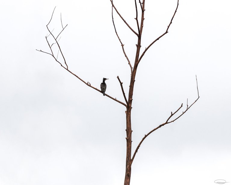 Wildlife Photography: Birds - Cormorant - Johann Piber