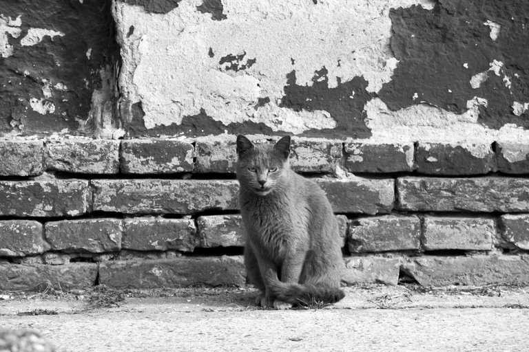 bw_cats_img_2094_2_.jpg