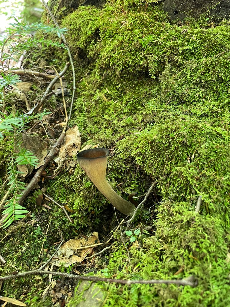 Black trumpet in moss