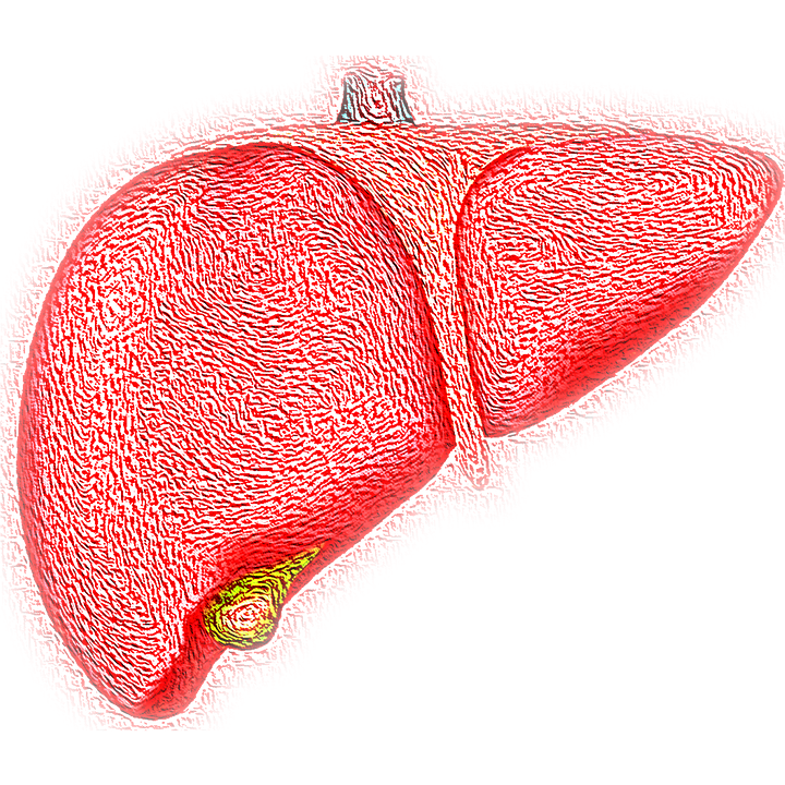 liver_4081243_960_720.png