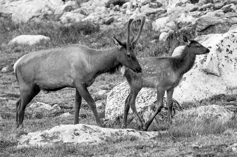 alpine_elk_6.jpg