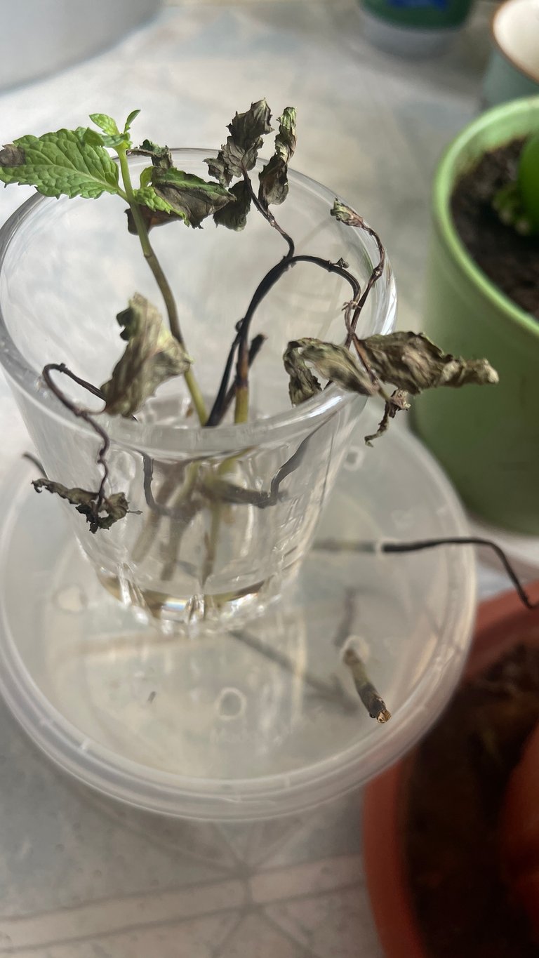Grow Mint, They Said... A Brown-Thumbed Mint Tale
