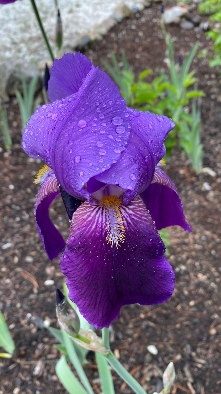 Iris with dew