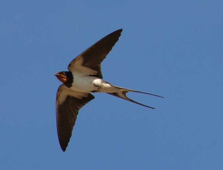 swallow_picture_by_theotherkev_pixabay.jpg