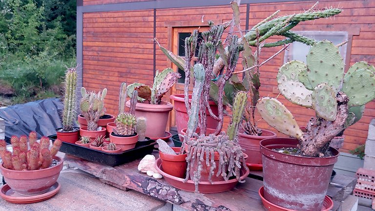 cactuses.jpg