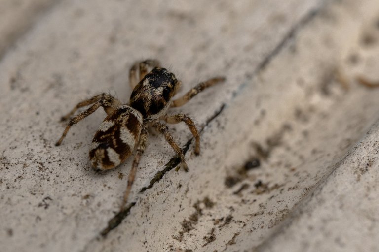 Salticus scenicus - Zebra Spider (Jumping Spider) making her escape