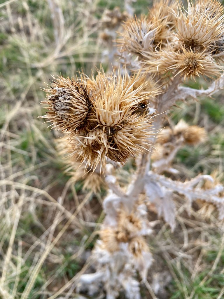 Thistle