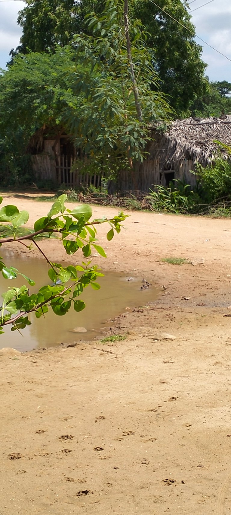 Sparrows drinking water and Progress on TerracoreHub 