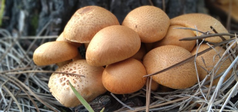 racimo_de_gymnopilus_spectabilis_1.jpeg