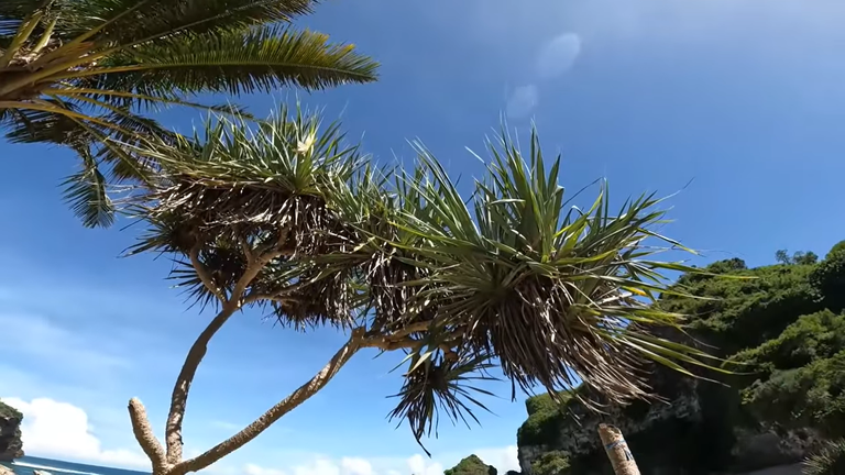 The Beauty of Two Trees at One with Nature