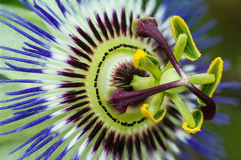 Medicinal plants, Passionflower